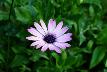 Obraz premium African daisy Osteospermum. Violet colorful flower with a dark blue center on a background of blurry green leaves. Plant for landscaping the garden.