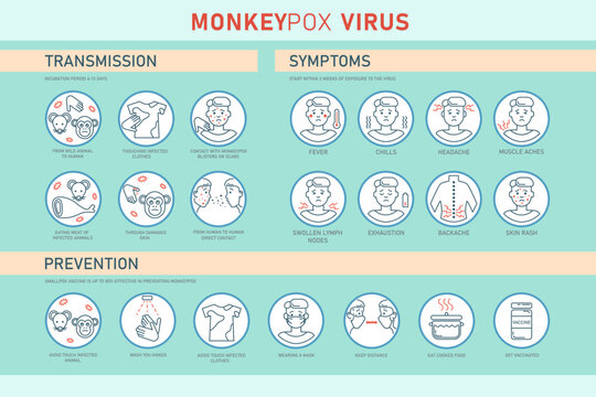 Monkeypox virus transmission, symptoms and prevention infographics with icons. Vector flat illustration for medical concept. Design for banner, poster, flyer.