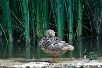 Duckling in the park