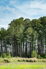 Environment transition zone where a coastal woodland forest meets a grassy meadow plain and a small stream drains into a larger river delta. The trees stand tall and densely packed
