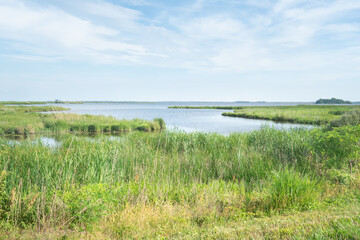 Healthy estuary wetland environment with grass and reeds growing on the muddy bottom as the tidal streams rise and lower daily