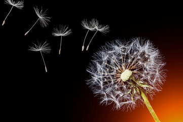 Dandelion and flying seeds on black background with orange backlight.