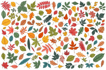 Obraz premium Autumn leaf set. Coloured tree leaves element collection, vector illustration elements. Fall multicoloured foliage.