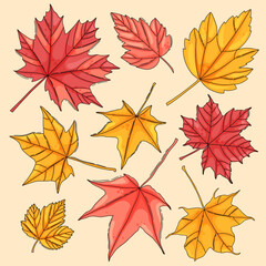 Autumn maple leaf collection. Coloured maple tree leaves element set, vector illustration. Fall multicoloured foliage.