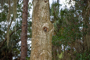 Cute Woodpecker peeking out of its hole