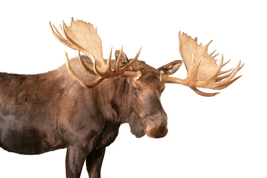A large bull moose isolated on a transparent background.
