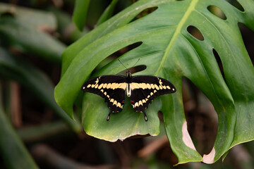 butterfly Papilio rumiko sits on a leaf spreading its wings