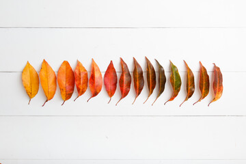 Color gradient from yellow and orange to red made from autumn leaves on white wooden background. Creative composition in form of line from colorful autumn leaves top view. 