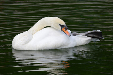 Obraz premium swan on the water