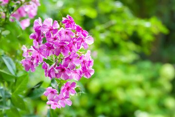 Phlox flowers. Close-up of a pink phlox flower. Flowers blooming in the garden. Floral wallpaper with copy space. Selective focus. Blurred background