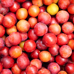 Fototapeta na wymiar Cherry plum. Close-up of a lot of red cherry plum. Abstract surface for design