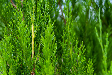 Green leaves background. Close-up natural texture of alpine juniper leaves. Abstract surface for design