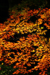 Background material photo of Japanese maple with autumn leaves shining in the autumn sunlight