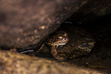 Frog under the rock