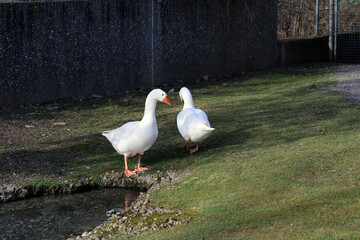 Two ducts on a green grass during a sunny summer day in Germany. Cute little birds photographed outdoors. Animal wildlife color image.