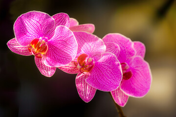 Moth Orchid at Kailuas' Tuesday morning farmers' market
