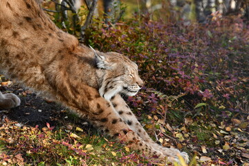 Lynx in Norway