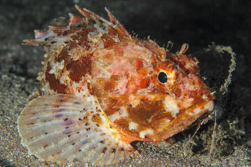 Brown fish perched in its habitat on a rock on the sea bed