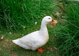 white geese strolling on the green grass on the shore of the pond, bokeh background