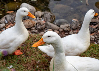 white geese strolling on the green grass on the shore of the pond, bokeh background