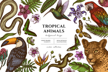 Tropical animals hand drawn illustration design. Background with retro leopard, snake, lizard, hummingbird, toucan, scarlet macaw, rajah brooke's birdwing, african giant swallowtail, monstera, banana