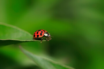 Red ladybug sitting on green leaf