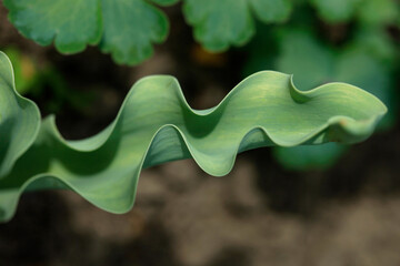 Colorful flowers in summer garden