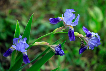 Colorful flowers in summer garden