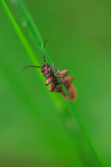 Cute bug sitting on green plant