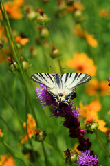 Colorful butterfly sitting on purple flower