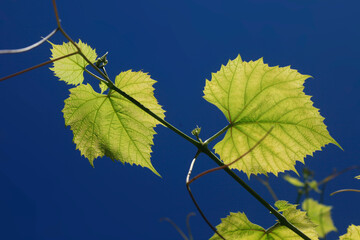 Green leaves on blue sky background