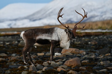 Reindeer on the beach in Norway