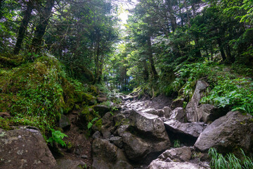 Fototapeta premium 真夏の登山道 北八ヶ岳
