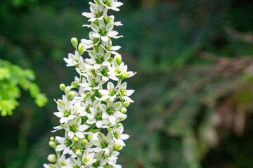 コバイケイソウ