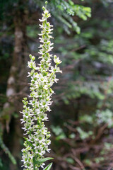 コバイケイソウ