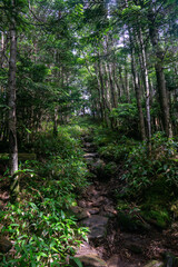 雨池山への道