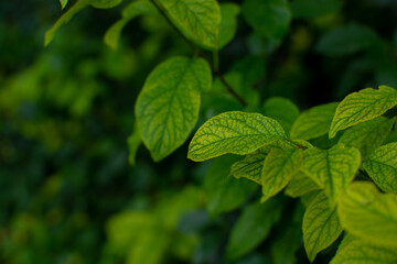 Fototapeta na wymiar Young leaves. Dark green background