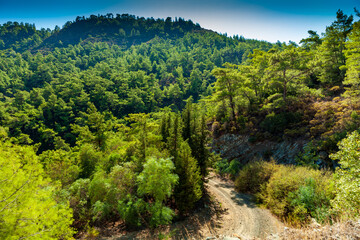 Forest of pine trees in wilderness sunny mountains with rugged road.