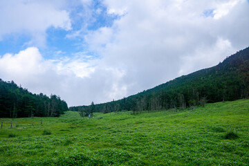 北八ヶ岳の風景（雨池峠付近）