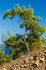 Close-up view of a scenic pine tree and a rocky slope of a pine forest in the wild sunny mountains with a blue bay at background.