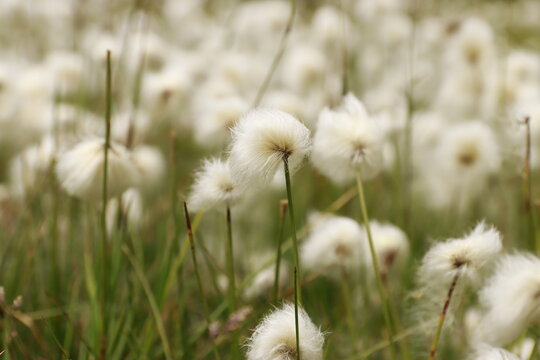 Cotton flowers field in mountain eriophorum