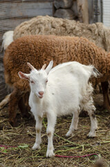 A small white goat in a corral against the rams.