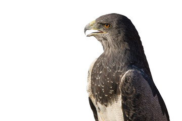 Buzzard Eagle with open beak 