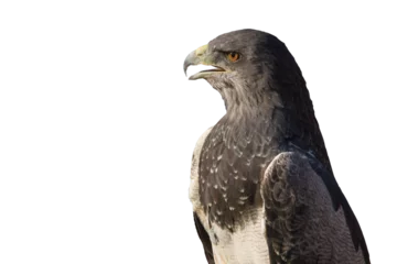 Foto op Plexiglas anti-reflex Buzzard Eagle with open beak  © Siur