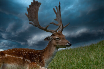 Damwild im Wildpark Aurich, Tirol