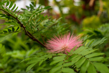 Pink powderpuff blossom growing in a greenhouse