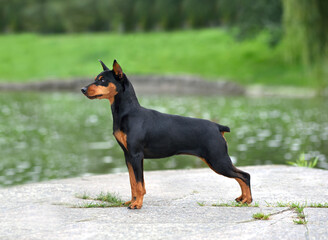 Fototapeta na wymiar Standing miniature pinscher dog