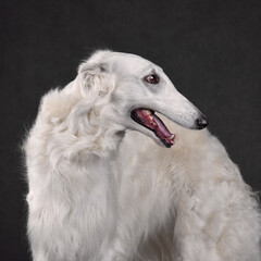 Portrait of Russian wolfhound dog