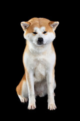 Sitting Akita inu dog