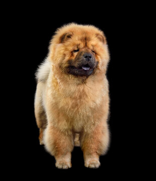 recommend clip art: Beautiful chow-chow dog
